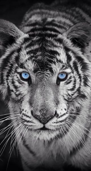 高画質でかっこいい動物の写真をください こんな感じのお Yahoo 知恵袋