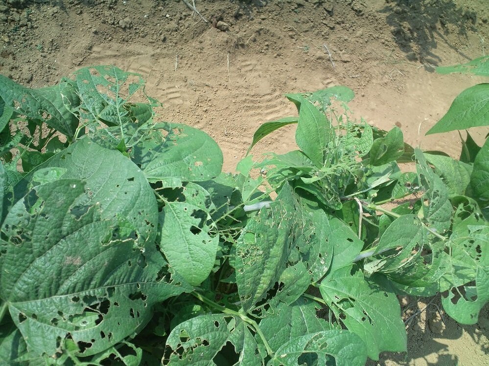 家庭菜園でつるなしインゲンを作りましたがインゲンの葉が虫に食べられてい Yahoo 知恵袋