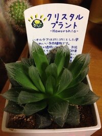 以前お花屋さんで買った クリスタルプラント ハオルチアと書いてもあります なの Yahoo 知恵袋
