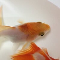 金魚の頭に黒い模様が現れてきました 数日前から金魚の頭 Yahoo 知恵袋
