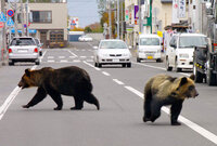 森の中でもクマが絶対に居ない いたことが見られたことがない県 Yahoo 知恵袋