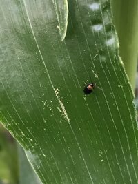 この虫の名前を教えて下さい とうもろこし畑にたくさんいました Yahoo 知恵袋