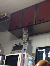 猫が音にビクビクするのですが 何故でしょうか 調べたのですが 納得する Yahoo 知恵袋