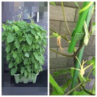 カーネーションが蕾のまま茶色く変色してしまいます母の日にもらったカーネーシ Yahoo 知恵袋