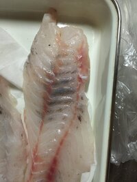 カワハギを釣ってきたのですが 肝は翌日でも刺身で食べられますか 釣って Yahoo 知恵袋