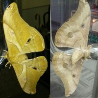 クジャクヤママユはどこに生息していますか また 開張時の Yahoo 知恵袋