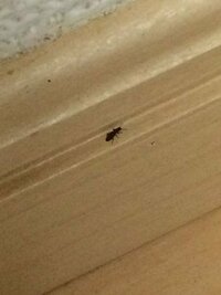 アパートの室内に小さい黒い虫が３０匹くらい至る所に発生してい Yahoo 知恵袋