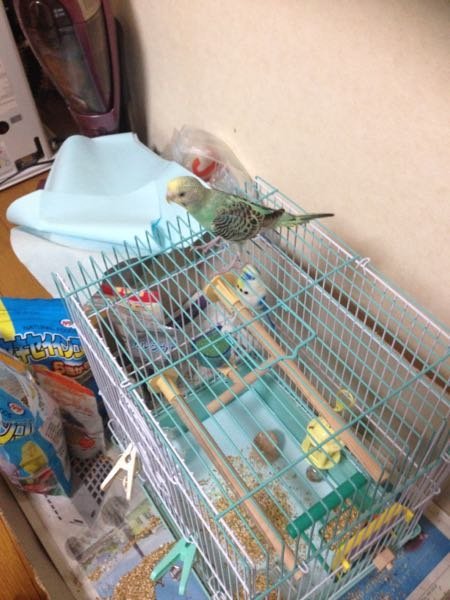 セキセイインコの2羽飼いについて、どういった環境で飼育していくか