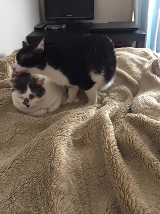 お互いの連れ猫 犬もいます がいる中で同棲する場合 猫同士は Yahoo 知恵袋