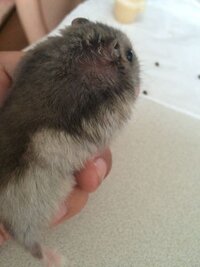 飼っているジャンガリアンハムスターの毛ヅヤが悪いようです Yahoo 知恵袋