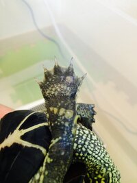 飼っているクサガメの左後ろの足の裏が白くなってしまいましたネ Yahoo 知恵袋