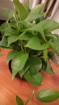 至急 成長してぎゅうぎゅうになったポトスの株分け2カ月前に鉢植えのポト Yahoo 知恵袋