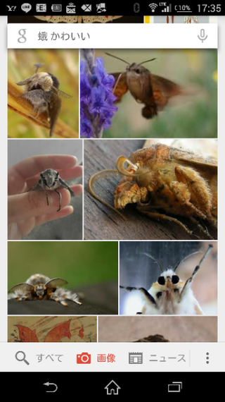 蛾の飼育 入手方法について 今 幼虫の頃から育てたセスジ Yahoo 知恵袋