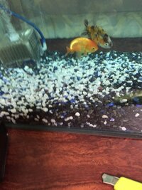 2ヶ月ほど前かららんちゅうを飼っていまして 先日江戸錦を購入したので一 Yahoo 知恵袋