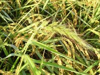 この 麦に似た草の名前を教えて下さい 先日 刈り取り直前の田 Yahoo 知恵袋