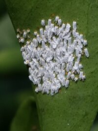 酢橘 すだち の木を10年前に植えたのですが まだ1度も花も咲きません どうし Yahoo 知恵袋