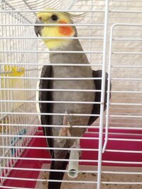 オカメインコの外見から推定年齢わかりますでしょうか 画 Yahoo 知恵袋