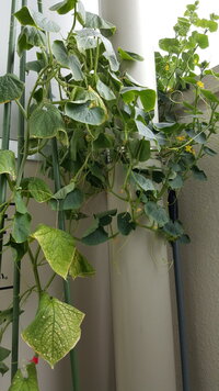 きゅうりの雄花は必要なのでしょうか 摘み取ってしまったほうが 養分が Yahoo 知恵袋