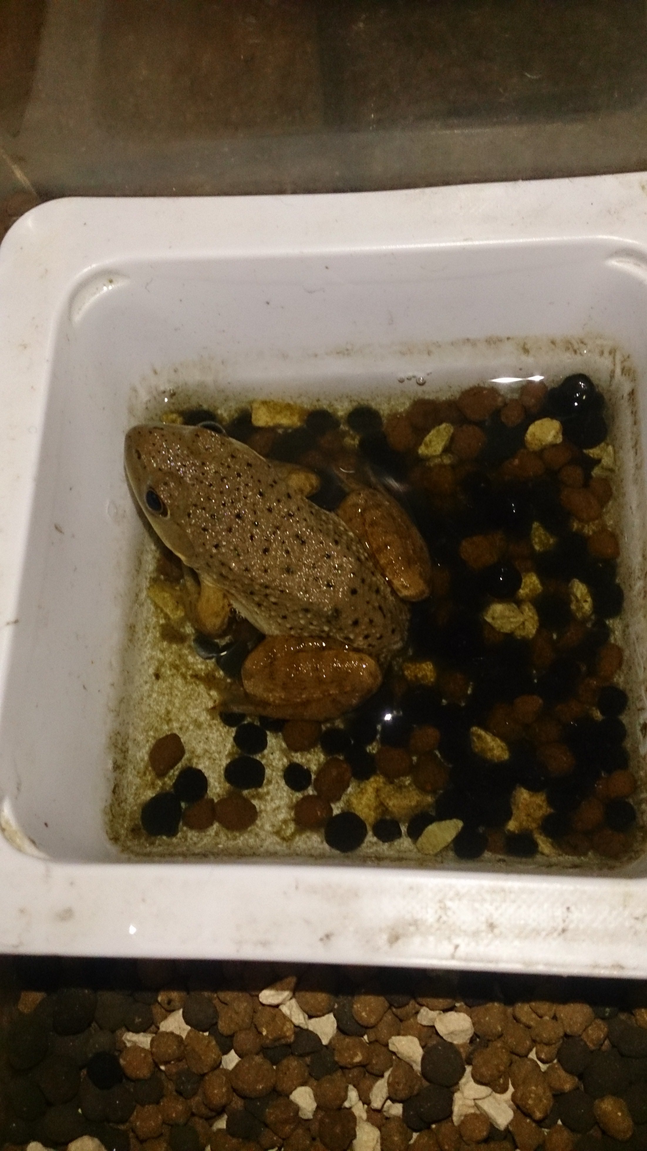 爬虫類 両生類 解決済みの質問 Yahoo 知恵袋