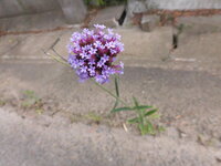 小さな紫色の花の名前を教えて下さい 花は合弁花 花弁の先が5 Yahoo 知恵袋