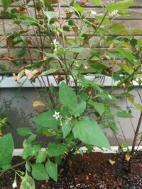 庭にいつのまにか成長しているこの植物の名前がわかりません 画 Yahoo 知恵袋