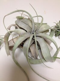 エアプランツの寿命はありますか 花が咲くと終わりなんじゃないかな 花が咲 Yahoo 知恵袋