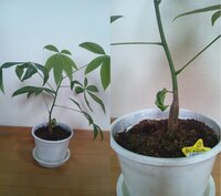 観葉植物のパキラの木の部分にカビが発生してしまいました とり Yahoo 知恵袋