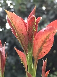 ベニカナメモチに 大量のアリがいます どうしたらいいですか さらに Yahoo 知恵袋