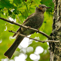 画像の野鳥の名前を教えてください 頬が茶色の鳥です ヒヨドリです Yahoo 知恵袋