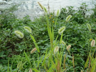 この草はなんという草でしょうか 河原の遊歩道沿いで実を付けていました Yahoo 知恵袋