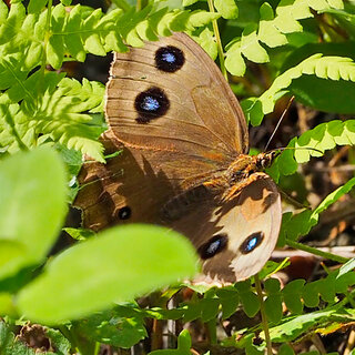 画像の蝶々 蛾 の名前を教えてください 茶色に青い丸模様があります Yahoo 知恵袋