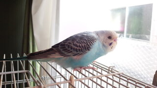 生後２ヵ月のセキセイインコの適正体重 分かる方おられますか また 何ヶ Yahoo 知恵袋