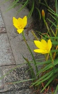 舗装路と壁の隙間から咲いてる黄色い花の名前をおしえてください。 