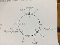 ジヒドロ葉酸レダクターゼ