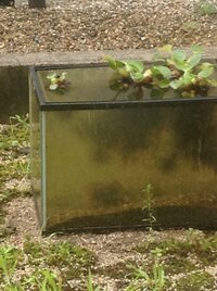 ホテイソウ ホテイアオイ の根っこをどうしたらよいですか 睡蓮鉢でメダカ Yahoo 知恵袋