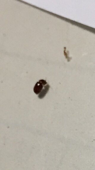 Yahoo!知恵袋※虫の画像※最近家でよく見かけます。
小さい虫なのですが羽があって飛ぶんです。コバエのような感じではないしゴキブリの子供には羽が無いと聞きましたし……
ボケて見えづらいと思いますがこ