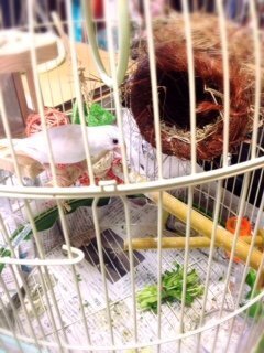 文鳥の豆苗の１日の量を教えてください 豆苗を買ってきて 輪ゴ Yahoo 知恵袋