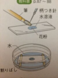 中学理科の質問です 花粉管が伸びる実験で しめった状態に保つのは 柱頭に Yahoo 知恵袋