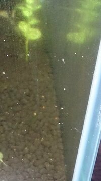 水槽内の白い小さい虫 について 熱帯魚水槽のガラス面に多数 Yahoo 知恵袋