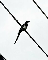 鳥の名前を教えてください今朝 札幌市内で見かけました カラスより小ぶり Yahoo 知恵袋