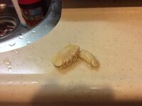 サヨリの寄生虫が気持ち悪いので釣れた後にすぐに首を落とし腹わたを Yahoo 知恵袋