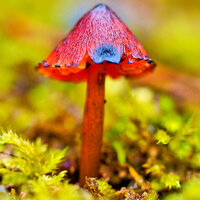 画像の赤いキノコの名前を教えてください 赤いキノコです Yahoo 知恵袋