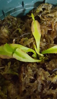 ハエトリソウ 食虫植物 の花について ハエトリソウに花芽がついて Yahoo 知恵袋