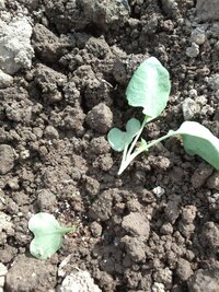 ブロッコリー定植時の根切り虫対策について和歌山紀北でブロッコリー栽培し Yahoo 知恵袋