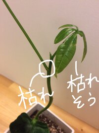 パキラの苗が枯れてきました 5日前にダイソーで買ってきて Yahoo 知恵袋