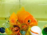 飼っている金魚に写真のような赤いこぶができていました これは一体なんなのでしょ Yahoo 知恵袋