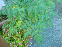 あつまれどうぶつの森 雑草全部抜いても大丈夫ですか のちのち Yahoo 知恵袋