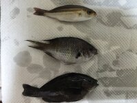 今日 釣りに行き 画像にある３種類の魚が釣れました 一番上は イサ Yahoo 知恵袋