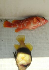 和歌山の御坊で新種の魚船で釣れた アコウの下の魚の名前知っ Yahoo 知恵袋