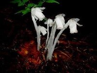 この花の名前を教えて下さい ギンリョウソウ 銀竜草 ですね ゆう Yahoo 知恵袋